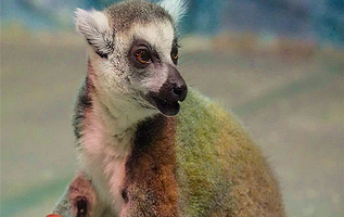 凯迪帕克动物乐园