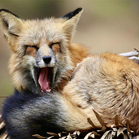 青岛森林野生动物世界