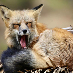 青岛森林野生动物世界