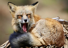 青岛森林野生动物世界