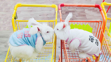 贵阳安哥拉巨兔体验馆(总店)