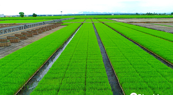 适耕庄稻田