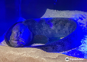 SeaQuest Interactive Aquarium