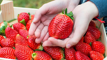 邢台西北留采摘园