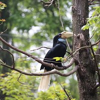 红山森林动物园