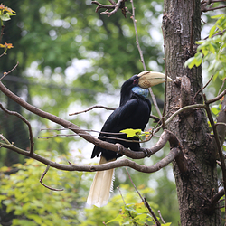 红山森林动物园