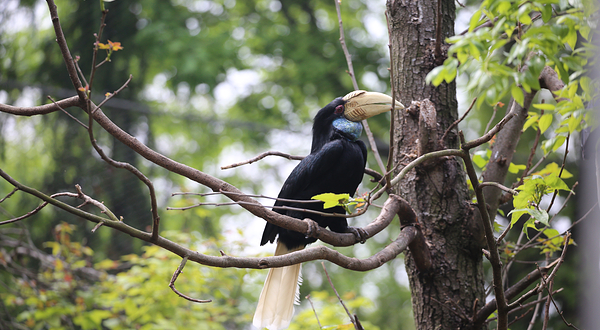 红山森林动物园