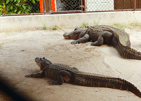 Wild Florida Airboats & Gator Park