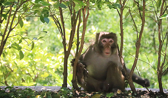 神农架猕猴乐园
