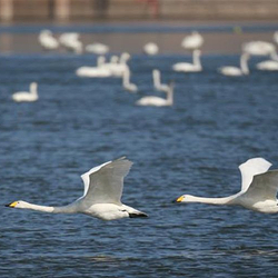 三门峡天鹅湖旅游度假区