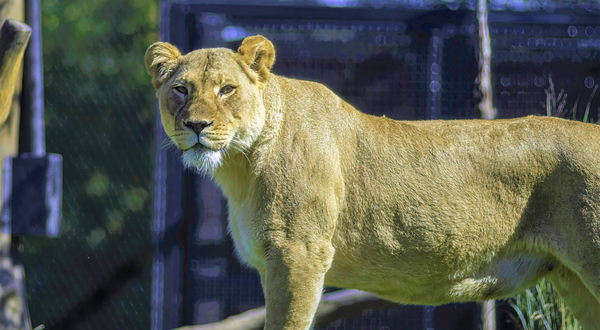 林肯公园动物园