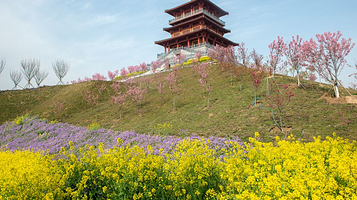 古柏渡丰乐樱花园