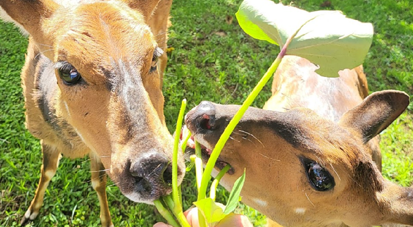 肯尼亚山动物孤儿院