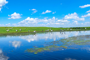 扎龙生态旅游区