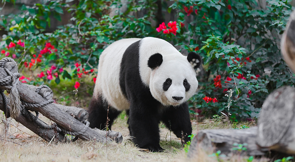 厦门灵玲动物王国