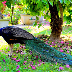天鹅湖动物基地