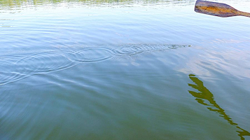 烟雨鹭洲湿地公园