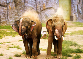 青岛森林野生动物世界