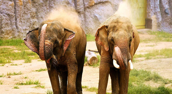 青岛森林野生动物世界