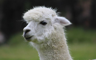 神兽·羊驼主题馆（晋城万达店）