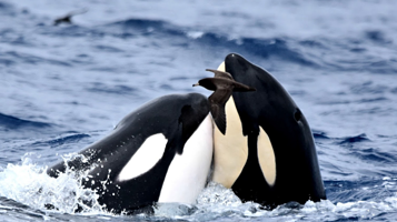 Whale Watch Western Australia