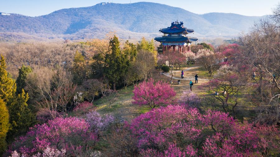 梅花山