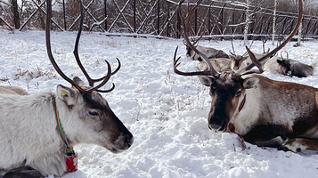尚志市林区驯鹿部落