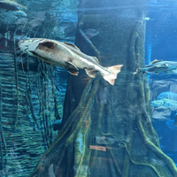 Aquarium Medellin