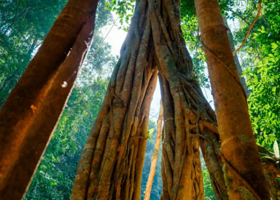 西双版纳纳卡雨林