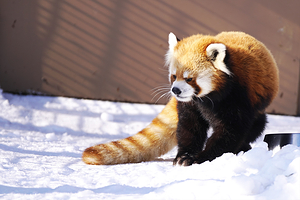 札幌市圆山动物园