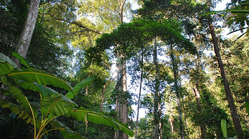 西双版纳雨林谷