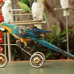 海南热带飞禽世界