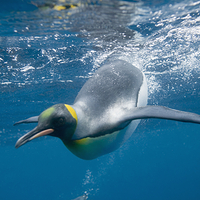 墨尔本水族馆