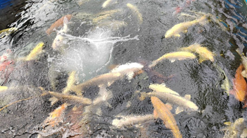 锦鲤文化主题公园