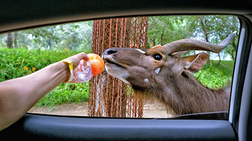北京野生动物园自驾游览区