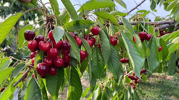 封龙山旭亚樱桃采摘园