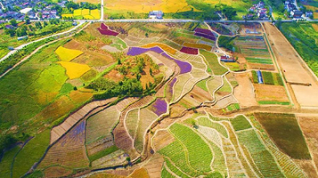 桃花潭鸿峨迷谷花海