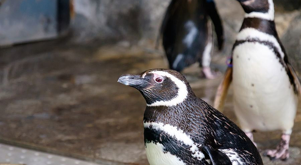品川水族馆
