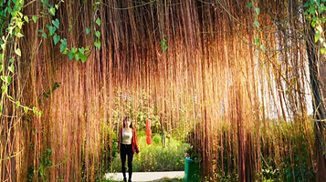 布谷鸟生态乐园