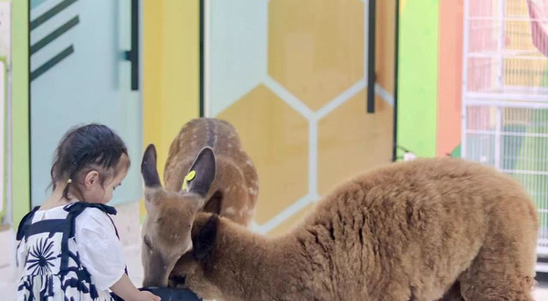 丁满的萌宠乐园