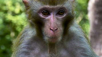 猕猴谷-猕猴表演区