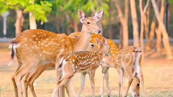 雨林庄园·鹿岛公园