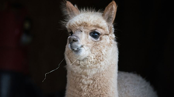 神兽羊驼主题馆