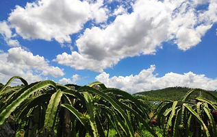 农家乐龙岗团建野炊生态园