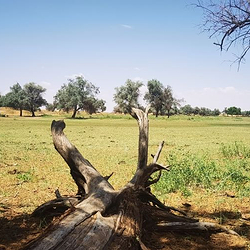 腾格里沙漠喀咯图牧场