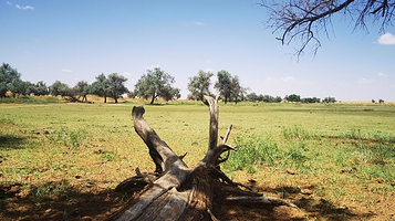 腾格里沙漠喀咯图牧场