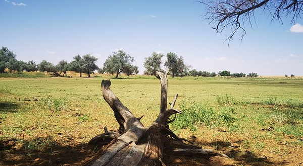 腾格里沙漠喀咯图牧场