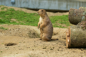 富兰克林公园动物园