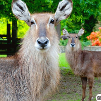 Krakow Zoo (Ogrod Zoologiczny)