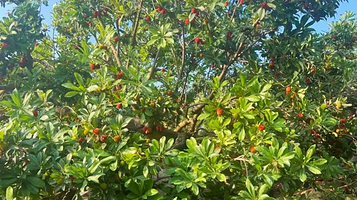 浮宫山头王杨梅园